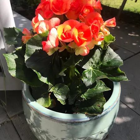 بيت ضيافة Vaghi 3*